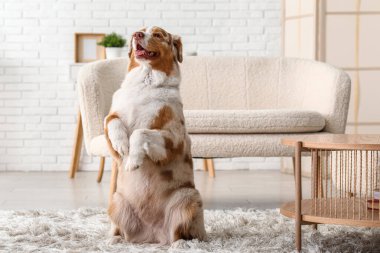 Şirin Avustralya çoban köpeği evde.