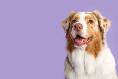 Leylak arka planda şirin Avustralya çoban köpeği, yakın plan.