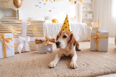 Evde doğum günü hediyeleriyle parti şapkalı sevimli Beagle köpeği.