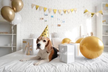 Evde doğum günü hediyeleriyle parti şapkalı sevimli Beagle köpeği.