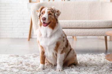 Şirin Avustralyalı çoban köpeği evde halıda oturuyor.