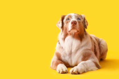 Sarı arka planda gözlüklü şirin Avustralya çoban köpeği.