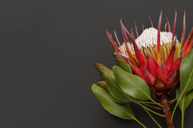 Koyu arkaplanda güzel kırmızı protea çiçeği, yakın plan.