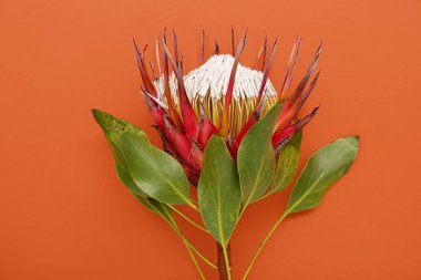 Turuncu arka planda güzel kırmızı protea çiçeği