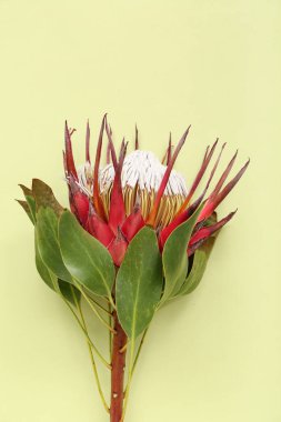 Yeşil arka planda güzel kırmızı protea çiçeği