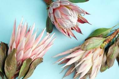 Mavi arka planda güzel protea çiçekleri