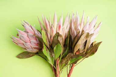 Yeşil arka planda güzel protea çiçekleri