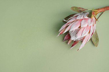 Yeşil arka planda güzel protea çiçeği