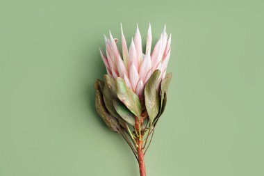 Yeşil arka planda güzel protea çiçeği