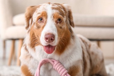 Şirin Avustralyalı çoban köpeği oyuncağı evde, yakın plan.