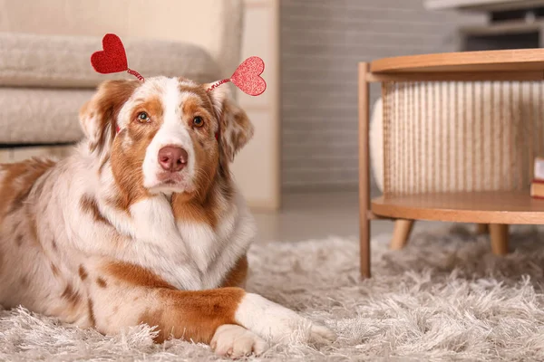 Cute Australian Shepherd dog with hearts at home, closeup. Valentine\'s Day celebration