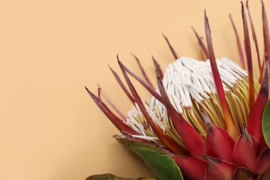 Bej arkaplanda güzel kırmızı protea çiçeği, yakın plan.