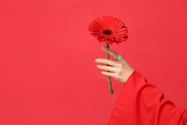 Kırmızı arka planda güzel bir Gerbera çiçeği olan kadın eli.