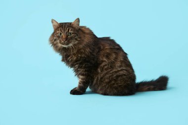 Mavi arka planda sevimli bir kedi