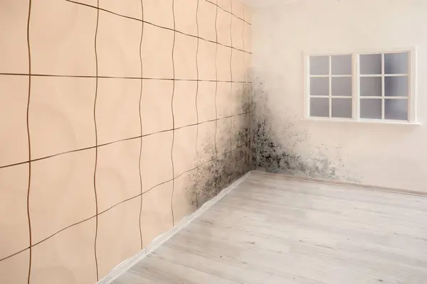 Black mold on walls in empty room