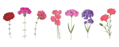 Beyaz arka planda güzel karanfiller.