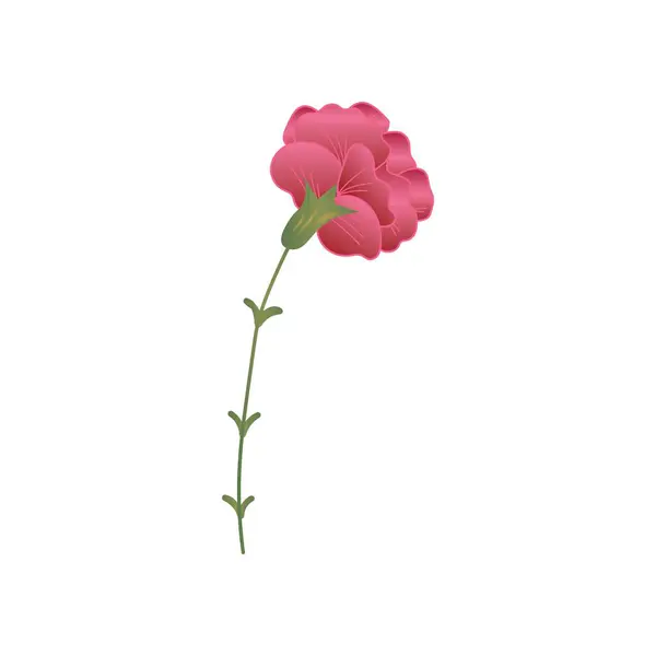 Beautiful pink carnation flower on white background