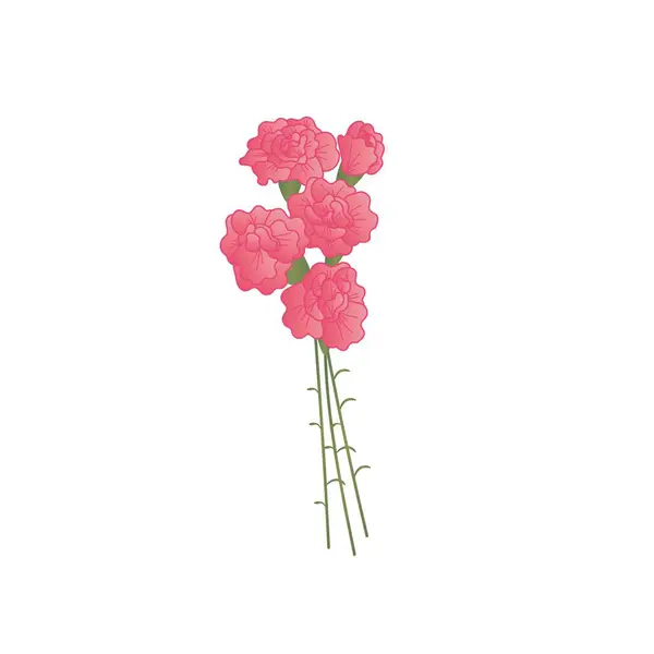 Beautiful pink carnation flowers on white background