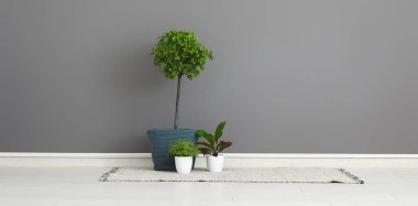 Küçük ağaç, ev bitkileri ve gri duvarın yanında şık bir halı.
