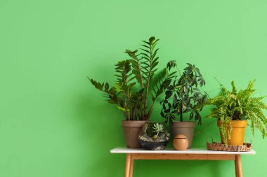 Yeşil duvarın yanındaki saksıda bitkiler var.