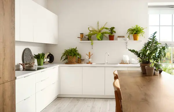 Interior of kitchen with green plants, table and counters