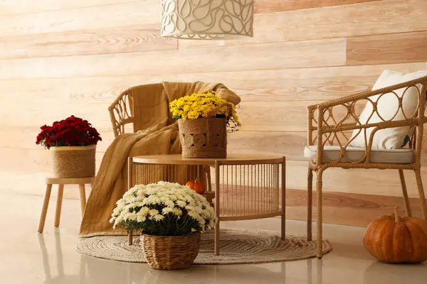 Interior of living room with wicker armchairs and beautiful chrysanthemum flowers