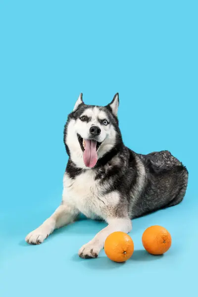 Adorable Chien Husky Avec Des Oranges Sur Fond Bleu — Photo