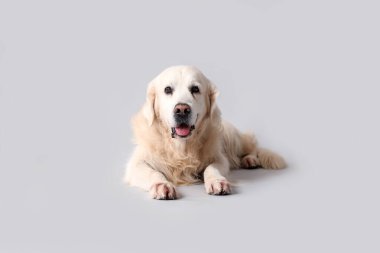 Gri arka planda sevimli Golden Retriever