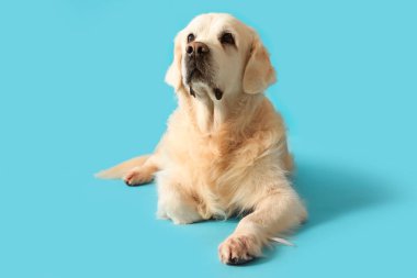 Mavi arka planda sevimli Golden Retriever