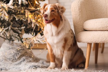 Tatlı Avustralya çoban köpeği Noel arifesinde evde.