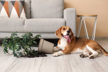Dağınık oturma odasında yerde yatan, ters dönmüş çiçekli yaramaz Beagle köpeği.