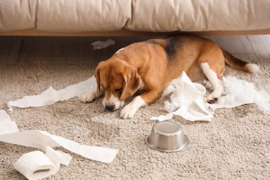 Yaramaz Beagle köpek yırtık tuvalet kağıdı rulosu ve devrilmiş bir kase suyla dağınık oturma odasında yerde yatıyor.