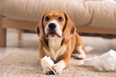 Naughty Beagle dog with torn pillow and paper cup lying on floor in messy living room clipart