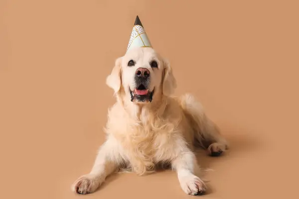 Adorable golden retriever in party hat on beige background