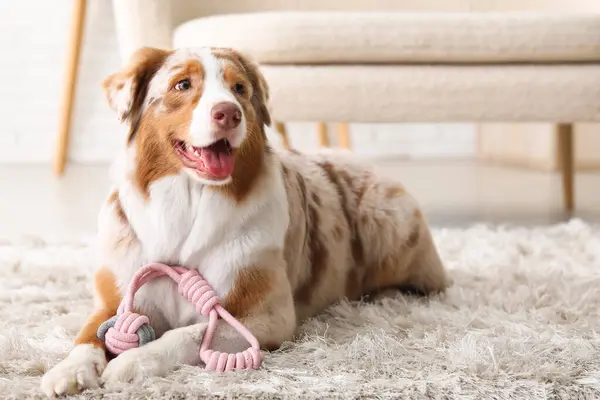 Cute Australian Shepherd dog with toy lying on carpet at home