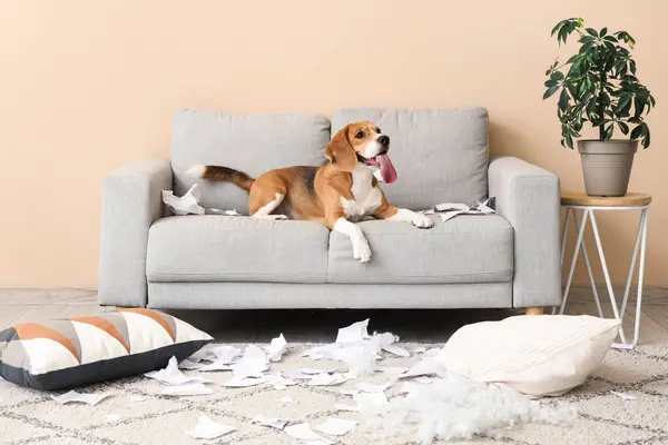Naughty Beagle dog with torn pillow lying on sofa in messy living room