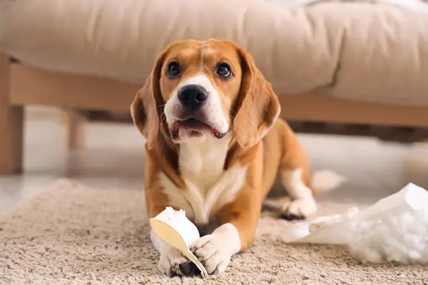 stock image Naughty Beagle dog with torn pillow and paper cup lying on floor in messy living room