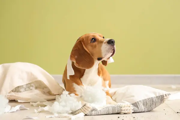 Naughty Beagle dog with torn pillows and toilet paper roll lying on floor near green wall