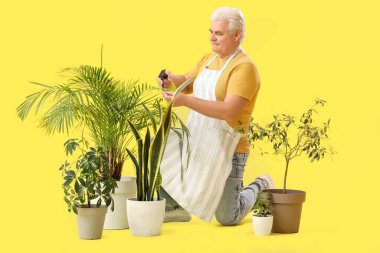 Sarı arka planda bitkileri sulayan olgun bahçıvan.