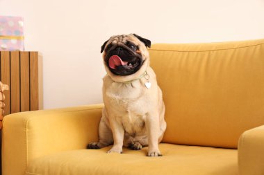 Evdeki koltukta oturan sevimli pug köpeği. Uluslararası Kadınlar Günü kutlamaları