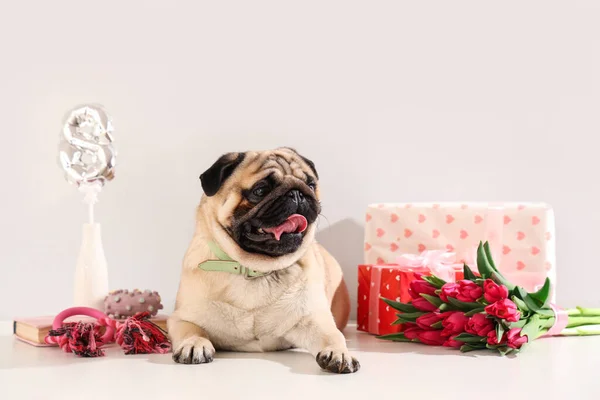 Cute pug dog with tulips, toys and gift boxes on white background. International Women's Day celebration