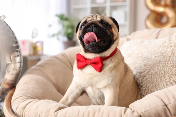 Cute pug dog with bow tie 8 at home. International Women\'s Day celebration