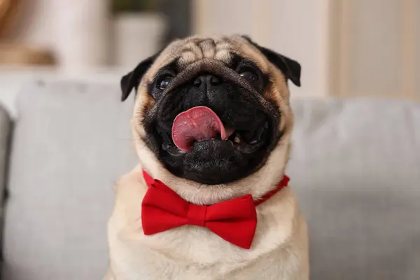 Cute pug dog with bow tie at home. International Women's Day celebration