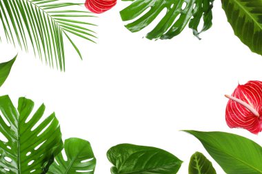 Beyaz arkaplanda farklı tropikal yapraklardan yapılmış çerçeve 