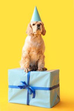 Sarı arka planda parti şapkası ve hediye kutusu olan şirin Cocker Spaniel.