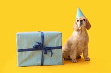 Sarı arka planda parti şapkası ve hediye kutusu olan şirin Cocker Spaniel.