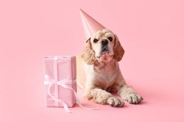 Pembe arka planda parti şapkası ve hediye kutusu olan şirin Cocker Spaniel.