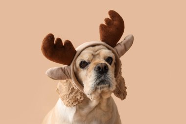 Bej arka planda geyik boynuzları olan şirin Cocker Spaniel.