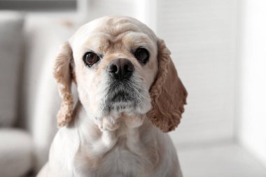 Şirin Cocker Spaniel evde.