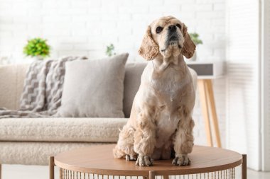 Şirin Cocker Spaniel evde.